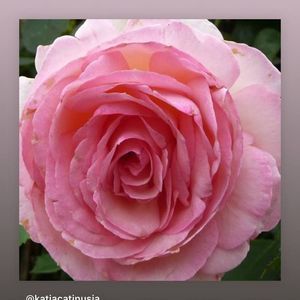 Meet your Posher, Aura